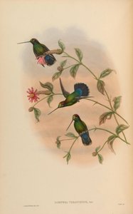 Dorifera veraguensis = Doryfera ludovicae veraguensis 作： John Gould